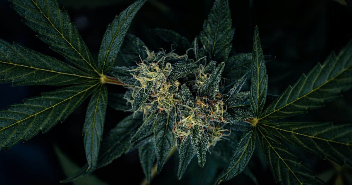 Green Monke Expands Hemp Beverage Distribution to Virginia Through Strategic Agreement